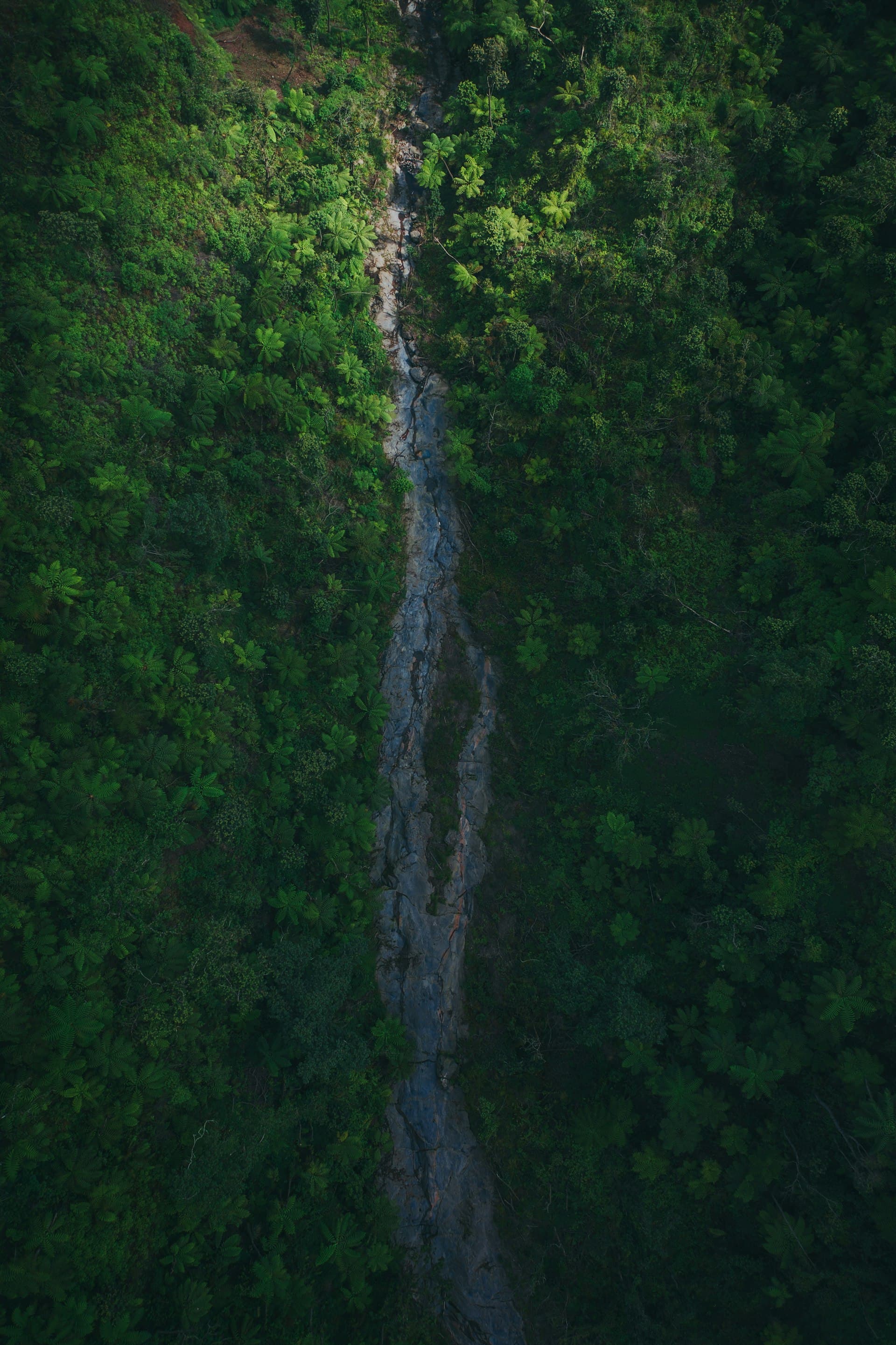 Aerial view of Bali jungle with stream